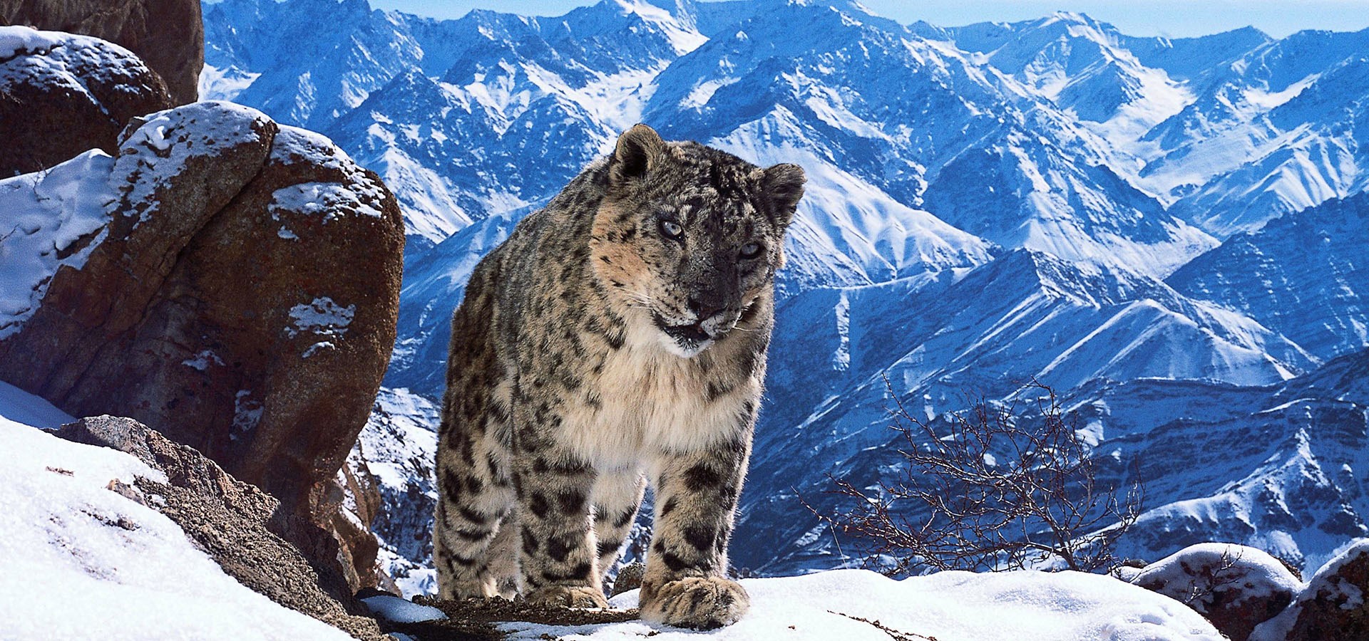 Planet Earth II